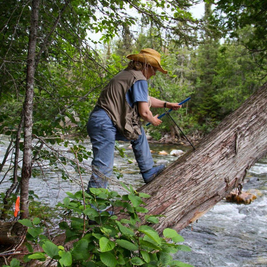 In tree rings, Concordia researchers peer into Quebec's 19th century climate